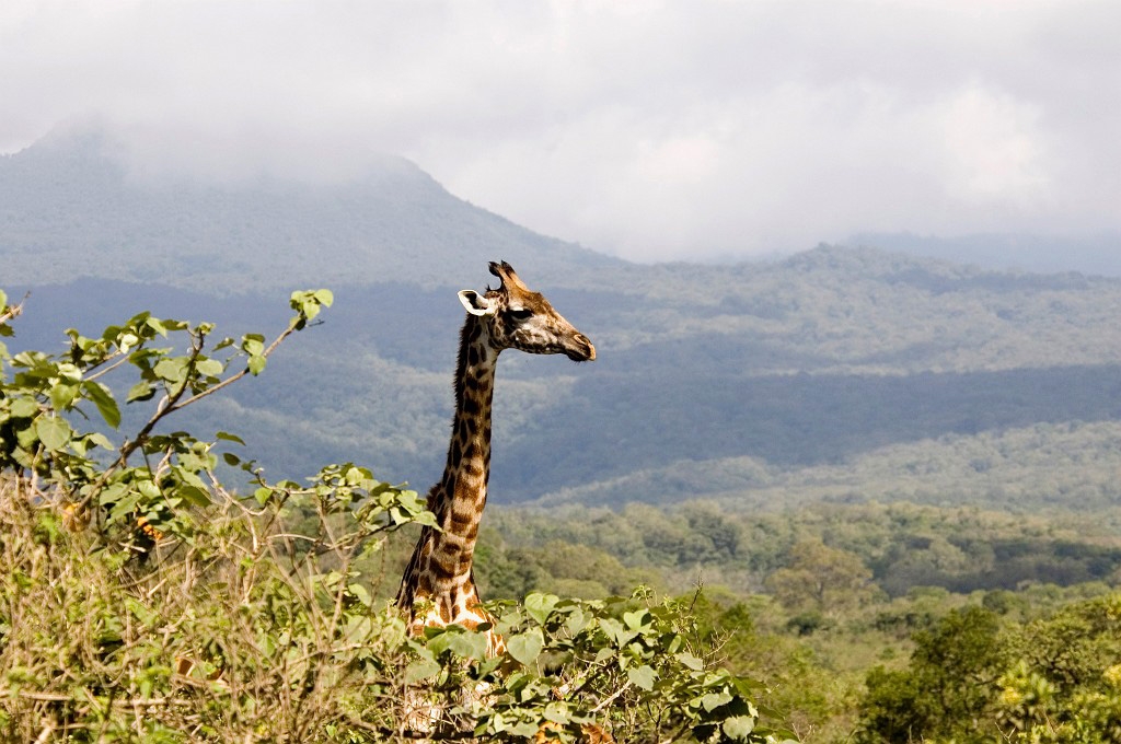 Arusha giraf01.jpg - Giraffe (Giraffa camelopardis), Tanzania 2006